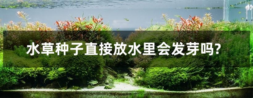 水草种子直接放水里会发芽吗? 水草种子直接放水里会发芽吗?