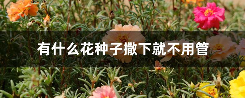 有什么花种子撒下就不用管 有什么花种子撒下就不用管