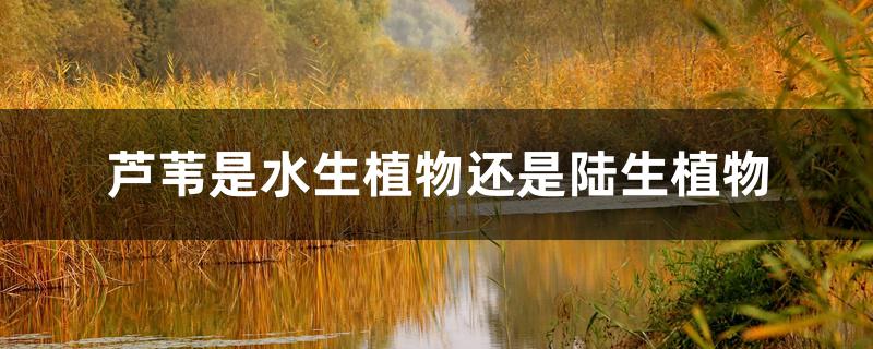 芦苇是水生植物还是陆生植物 芦苇是水生植物还是陆生植物