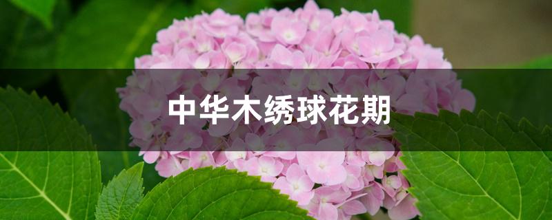 中华木绣球花期 中华木绣球花期