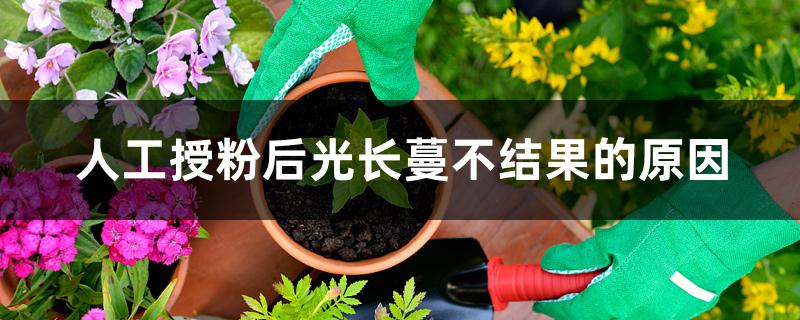 人工授粉后光长蔓不结果的原因 人工授粉后光长蔓不结果的原因