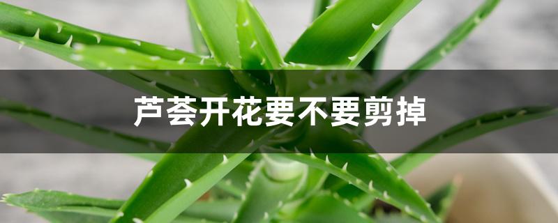 芦荟开花要不要剪掉