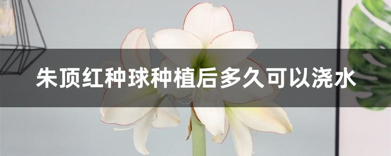 朱顶红种球种植后多久可以浇水 朱顶红种球种植后多久可以浇水