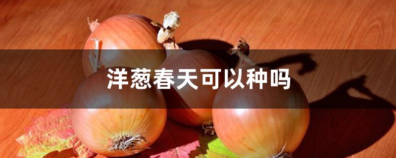 洋葱春天可以种吗 洋葱春天可以种吗