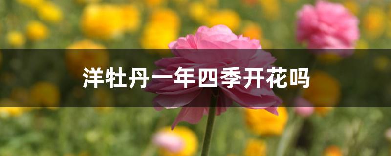 洋牡丹一年四季开花吗 洋牡丹一年四季开花吗