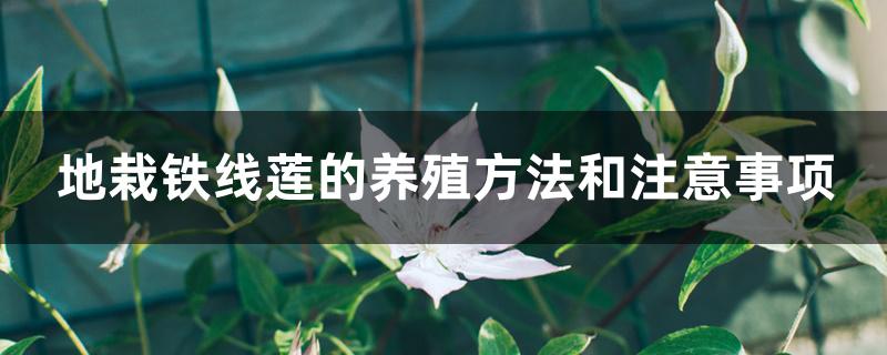 地栽铁线莲的养殖方法和注意事项 地栽铁线莲的养殖方法和注意事项