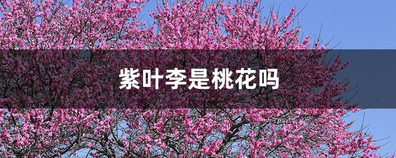 紫叶李是桃花吗 紫叶李是桃花吗