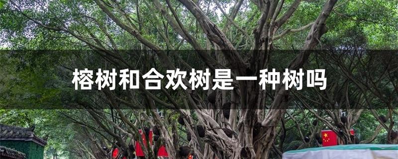 榕树和合欢树是一种树吗 榕树和合欢树是一种树吗