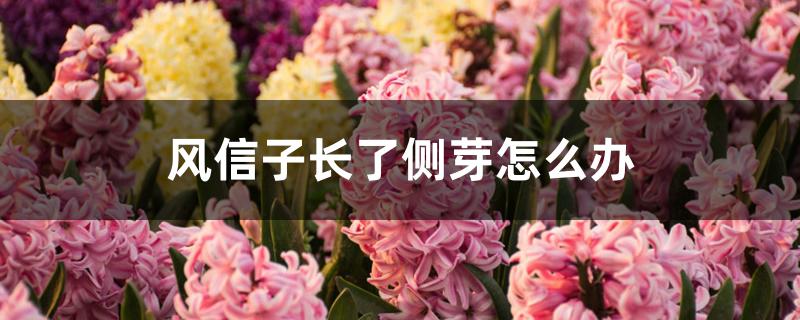 风信子长了侧芽怎么办 风信子长了侧芽怎么办