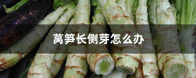 莴笋长侧芽怎么办 莴笋长侧芽怎么办