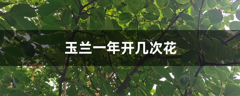 玉兰一年开几次花 玉兰一年开几次花