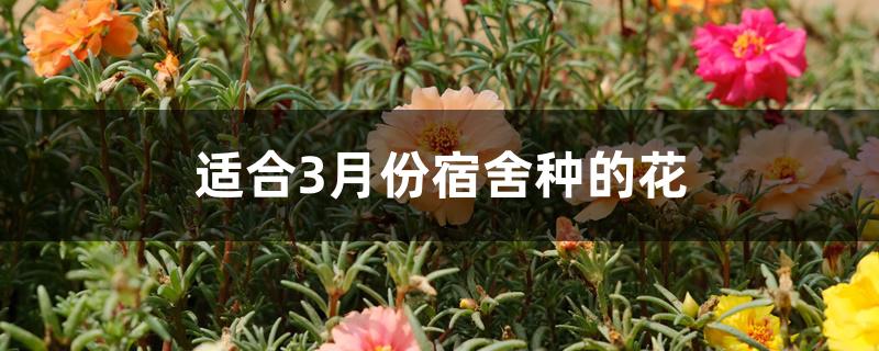 适合3月份宿舍种的花 适合3月份宿舍种的花