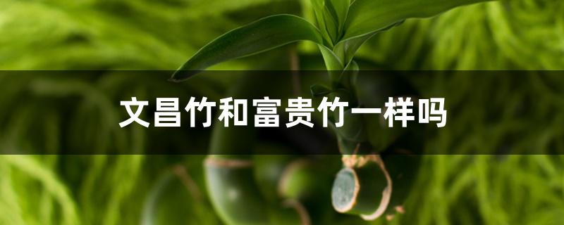 文昌竹和富贵竹一样吗 文昌竹和富贵竹一样吗