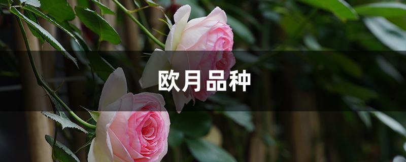 欧月品种 欧月品种