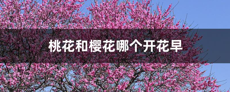 桃花和樱花哪个开花早 桃花和樱花哪个开花早