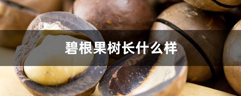 碧根果树长什么样 碧根果树长什么样