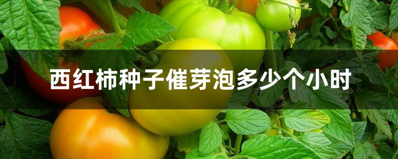 西红柿种子催芽泡多少个小时 西红柿种子催芽泡多少个小时