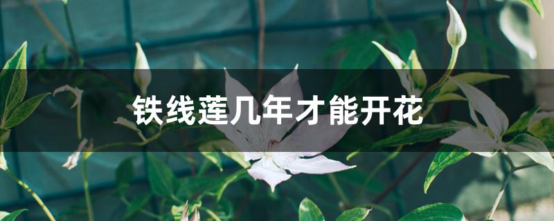 铁线莲几年才能开花 铁线莲几年才能开花