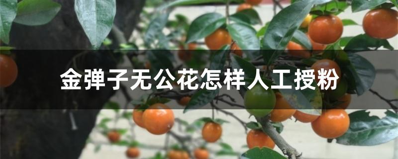 金弹子无公花怎样人工授粉 金弹子无公花怎样人工授粉