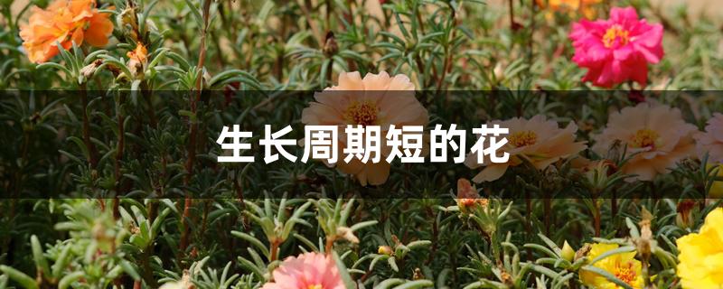 生长周期短的花