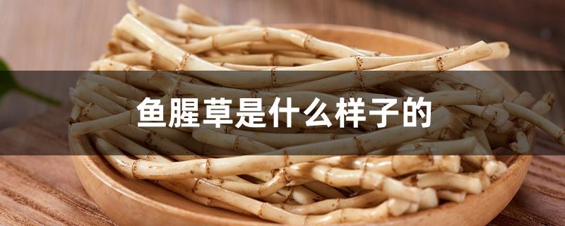 鱼腥草是什么样子的 鱼腥草是什么样子的
