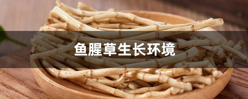 鱼腥草生长环境 鱼腥草生长环境