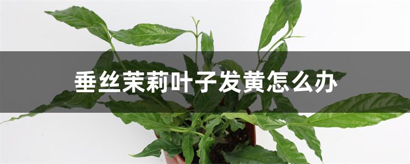 垂丝茉莉叶子发黄怎么办 垂丝茉莉叶子发黄怎么办