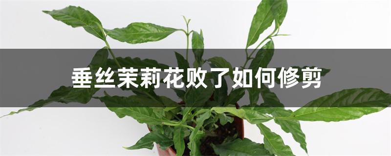 垂丝茉莉花败了如何修剪 垂丝茉莉花败了如何修剪
