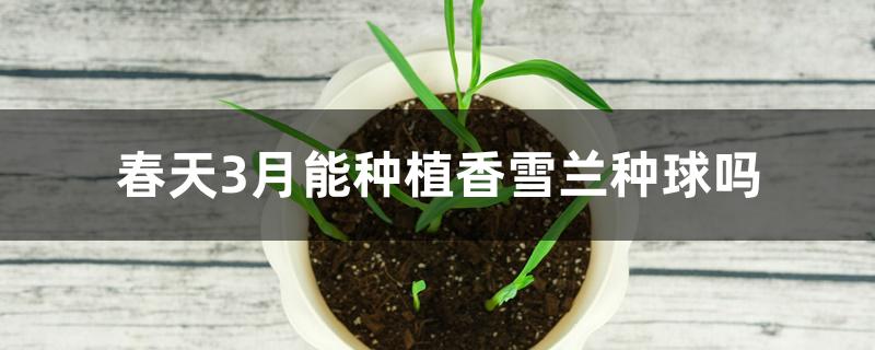 春天3月能种植香雪兰种球吗 春天3月能种植香雪兰种球吗