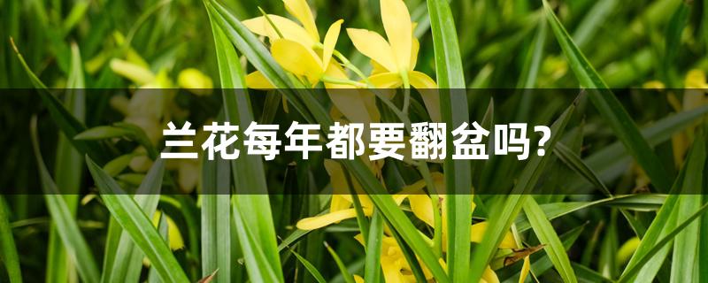 兰花每年都要翻盆吗? 兰花每年都要翻盆吗?
