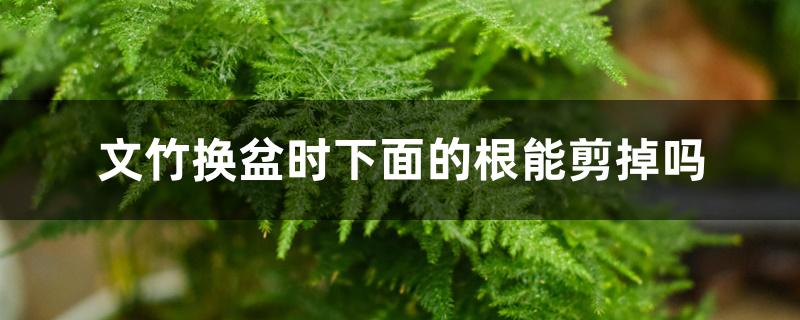 文竹换盆时下面的根能剪掉吗 文竹换盆时下面的根能剪掉吗