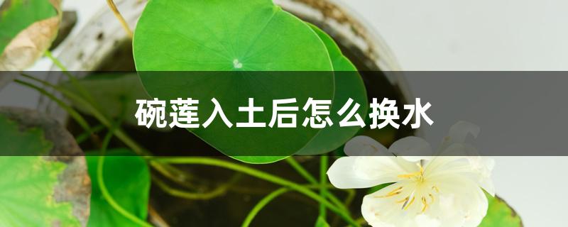 碗莲入土后怎么换水 碗莲入土后怎么换水