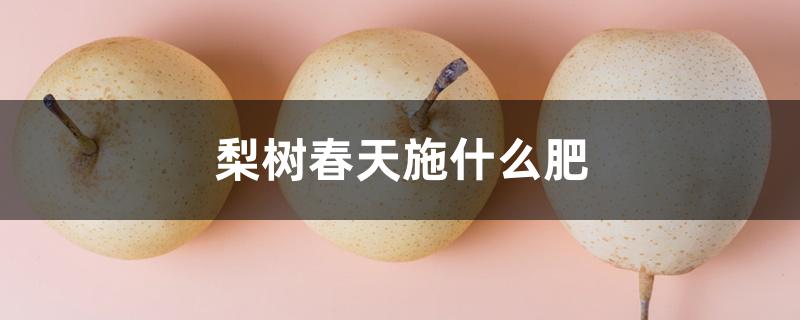 梨树春天施什么肥 梨树春天施什么肥