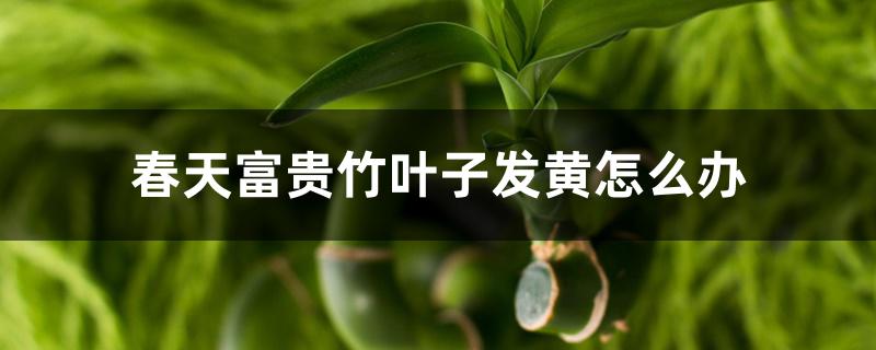 春天富贵竹叶子发黄怎么办 春天富贵竹叶子发黄怎么办