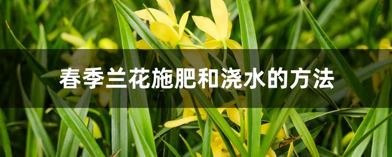 春季兰花施肥和浇水的方法 春季兰花施肥和浇水的方法