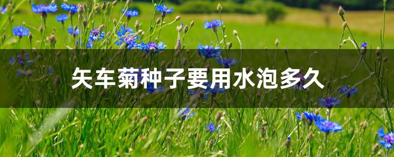 矢车菊种子要用水泡多久 矢车菊种子要用水泡多久
