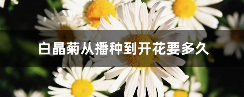 白晶菊从播种到开花要多久 白晶菊从播种到开花要多久
