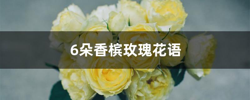 6朵香槟玫瑰花语 6朵香槟玫瑰花语