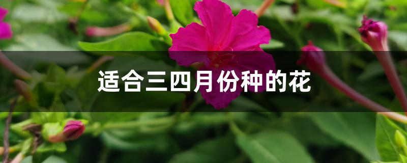 适合三四月份种的花 适合三四月份种的花