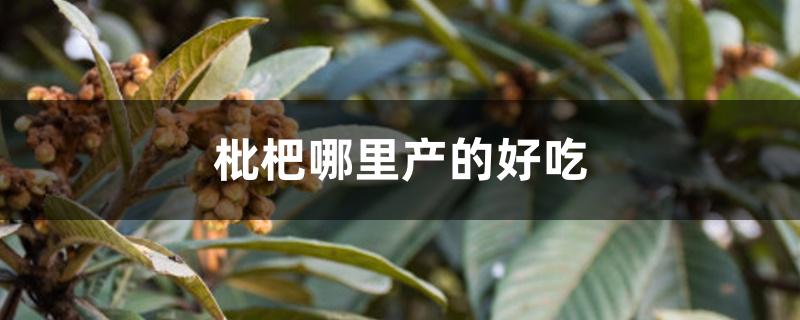 枇杷哪里产的好吃