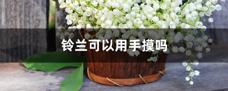 铃兰可以用手摸吗 铃兰可以用手摸吗