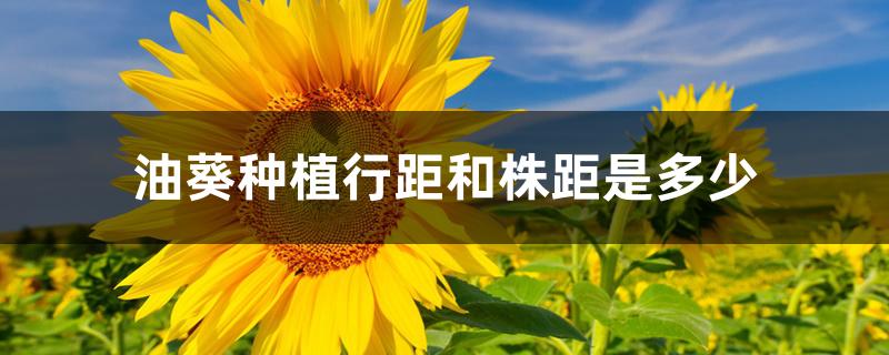 油葵种植行距和株距是多少 油葵种植行距和株距是多少