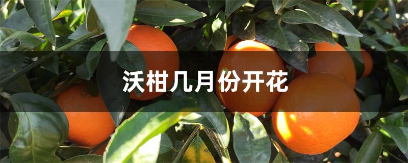 沃柑几月份开花 沃柑几月份开花