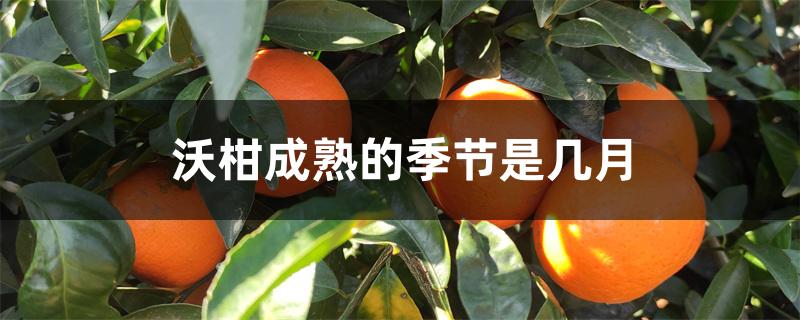 沃柑成熟的季节是几月 沃柑成熟的季节是几月