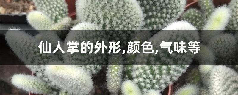 仙人掌的外形,颜色,气味等 仙人掌的外形,颜色,气味等