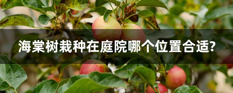 海棠树栽种在庭院哪个位置合适? 海棠树栽种在庭院哪个位置合适?