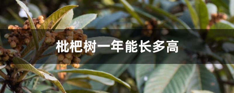 枇杷树一年能长多高