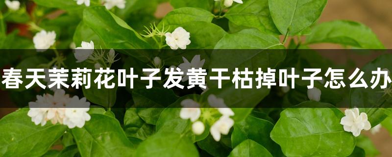春天茉莉花叶子发黄干枯掉叶子怎么办 春天茉莉花叶子发黄干枯掉叶子怎么办