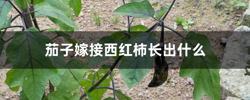 茄子嫁接西红柿长出什么 茄子嫁接西红柿长出什么