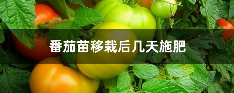番茄苗移栽后几天施肥 番茄苗移栽后几天施肥